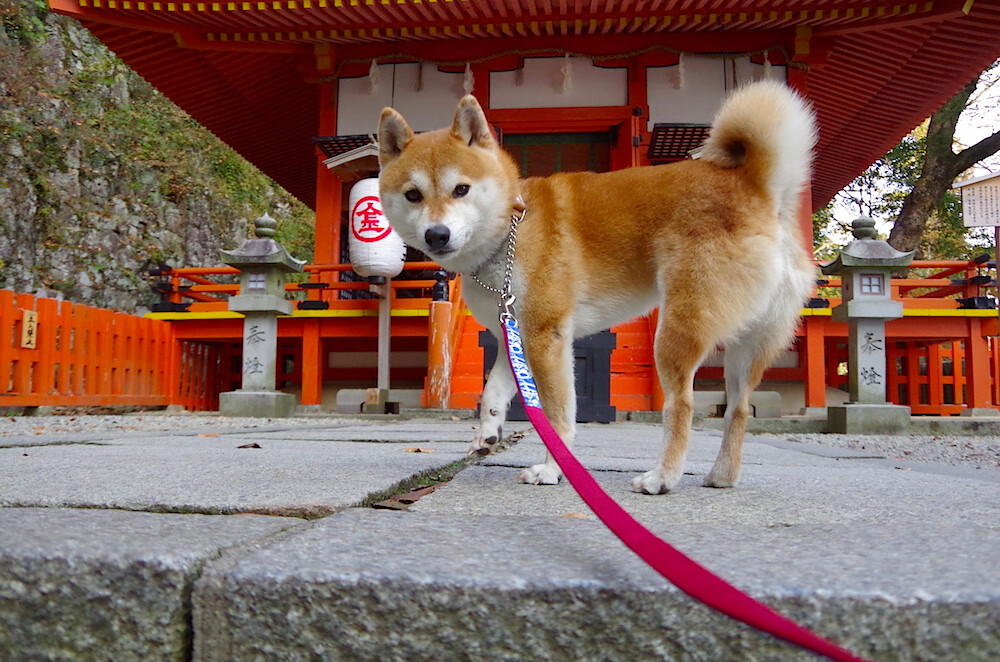 银箭射日,红牛车队绝杀威廉姆斯,周冠宇扛起全队的最后五圈
