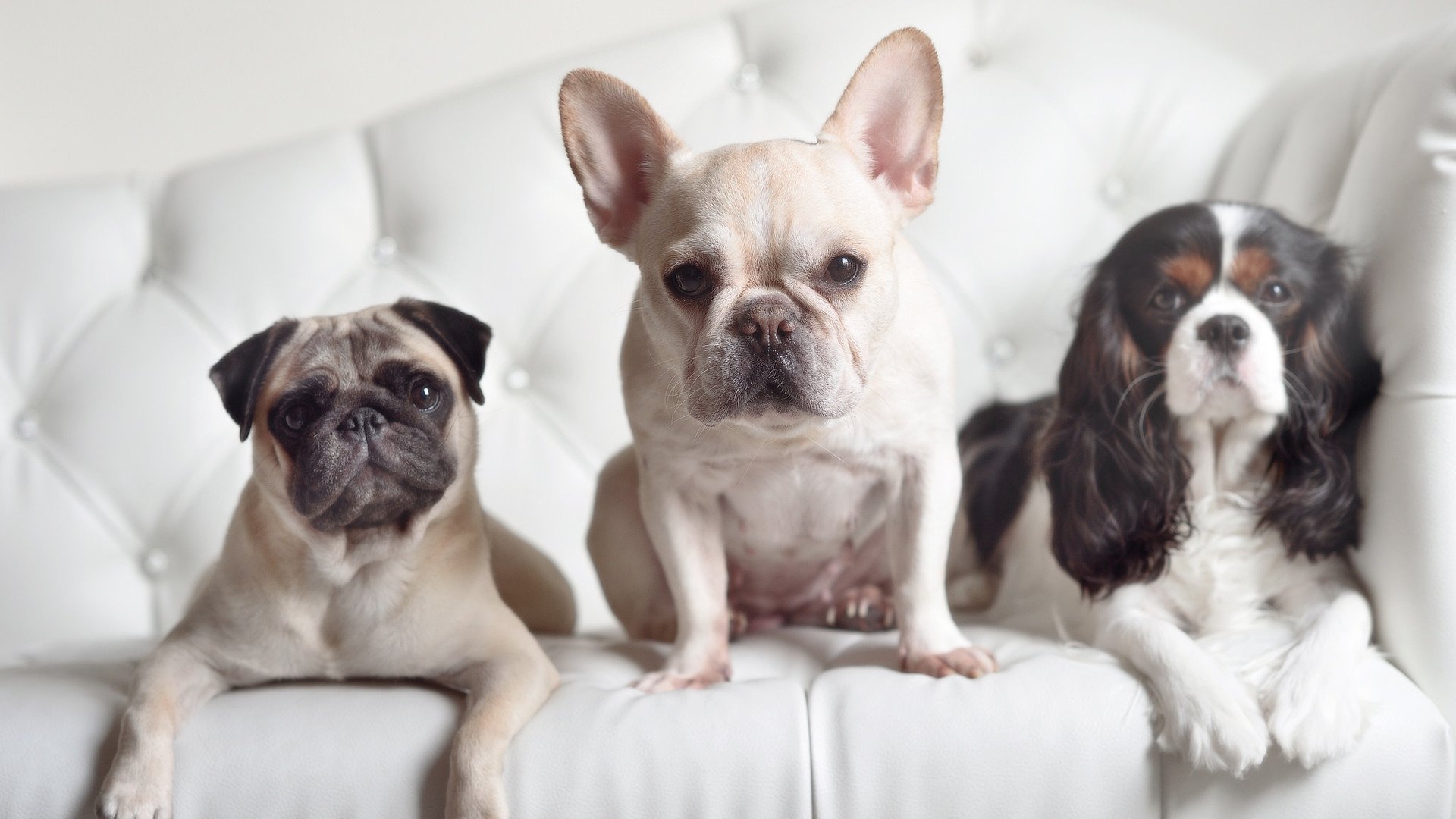 缠斗之下，王座无声，拉塞尔以一敌众，雷诺与马丁的宿命对决