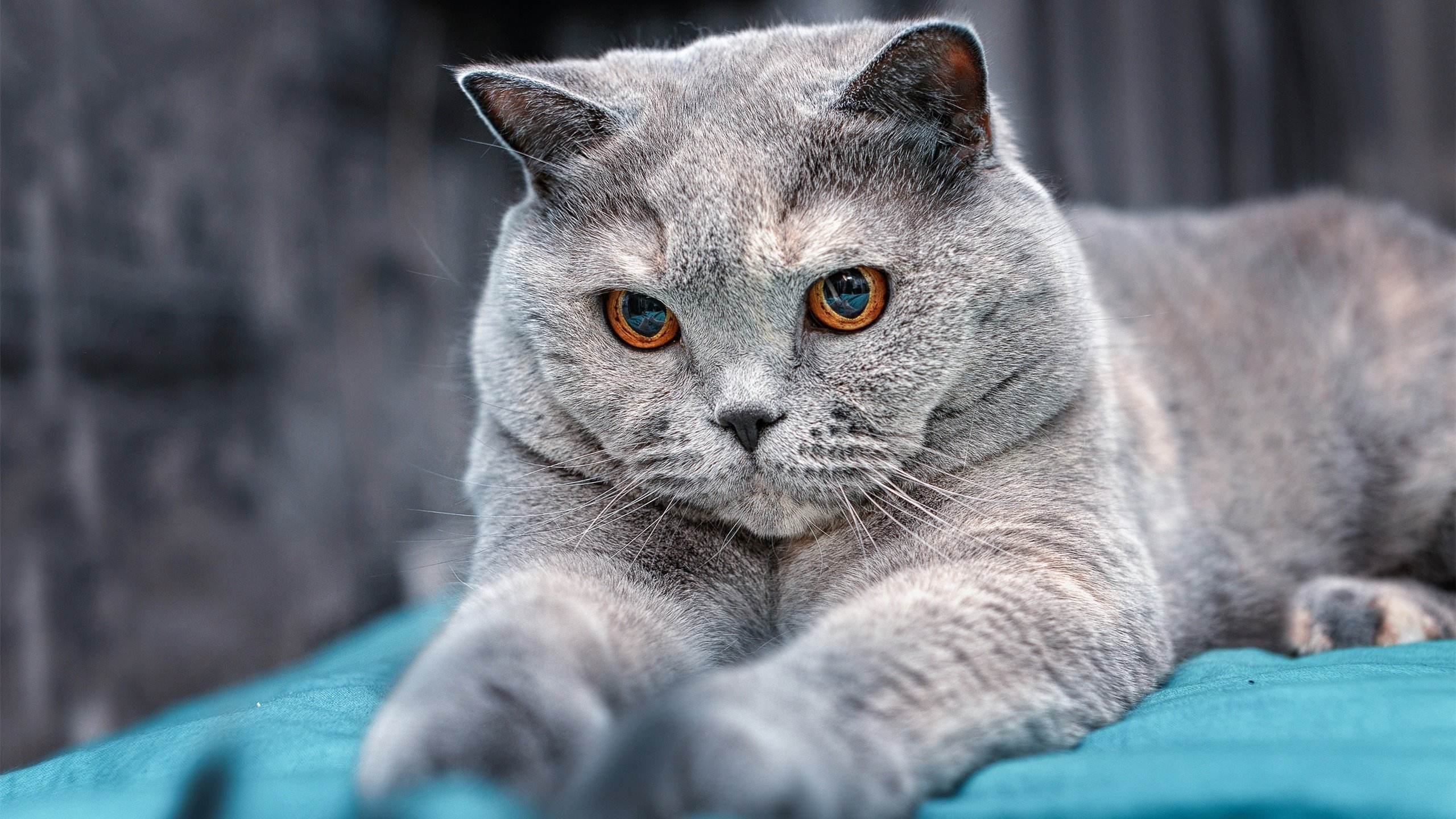 安赛龙外援之谜，日本队轻取马来西亚背后的关键制胜