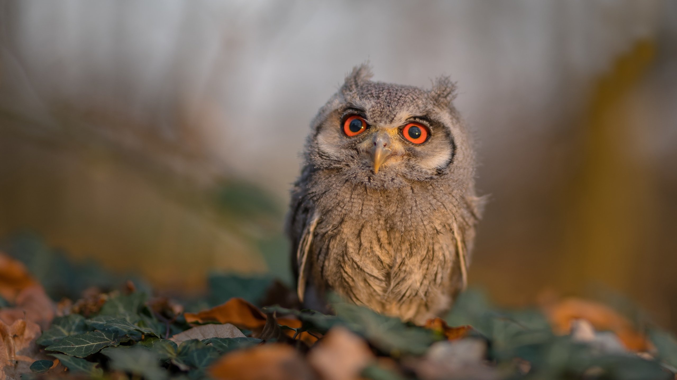 纯粹炫技还是实战利器？林高远那记不讲理拧拉给出了答案