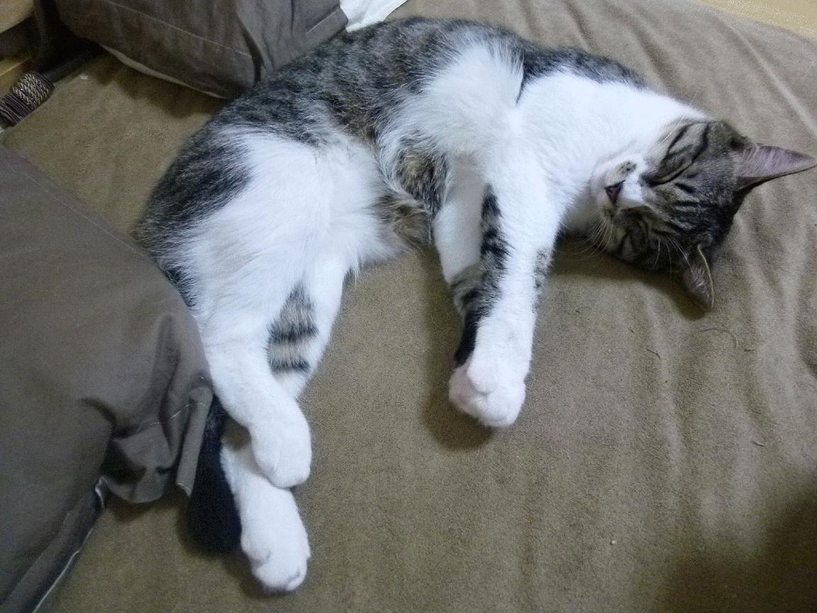 黄鸭掀翻狮城，羽球江湖的逆袭与燃烧