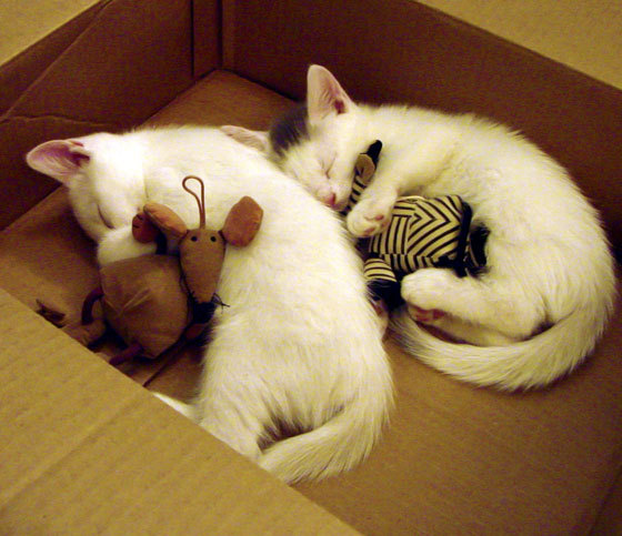 雪原上的红色闪电，李刚仁如何在冰火之战中点燃芬兰