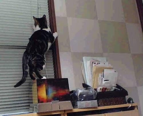 后场壁垒与皇家铁幕，范弗利特的窒息缠绕如何助国王封锁独行侠