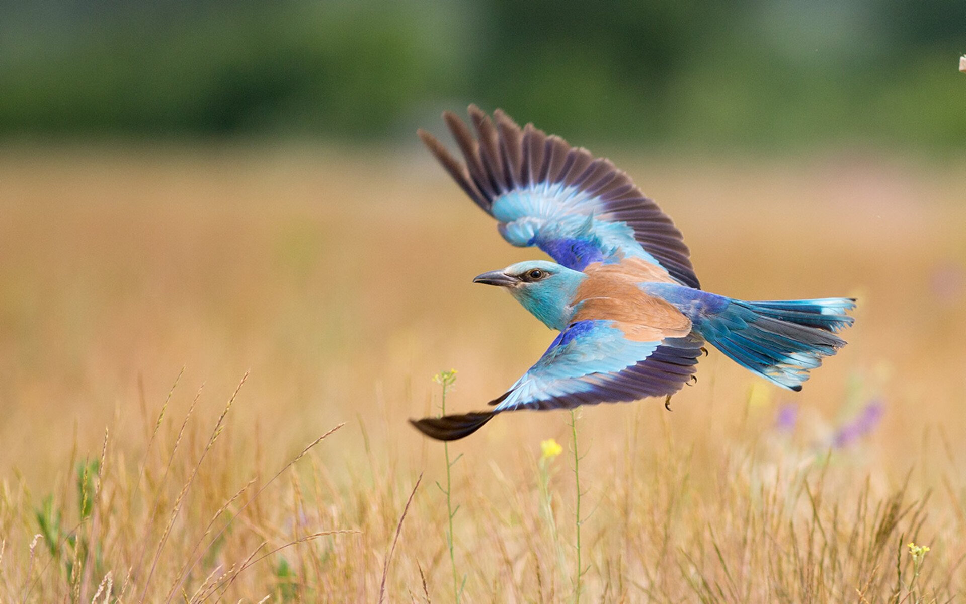绝地反击!活塞背水一战擒篮网,西亚卡姆接管关键时刻定义比赛