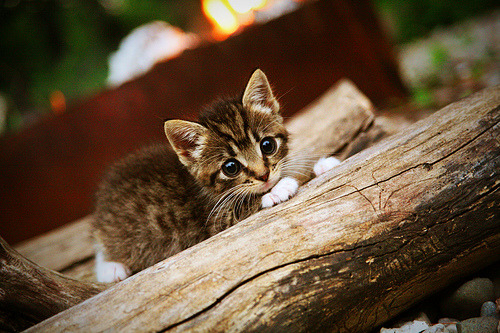 竞技场的双面，当英超窒息缠斗遇见CBA的淋漓释放