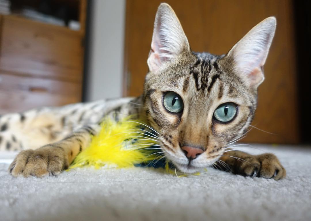 绿茵节拍器，当阿拉巴节奏成为阿森纳收割切尔西的隐性密钥