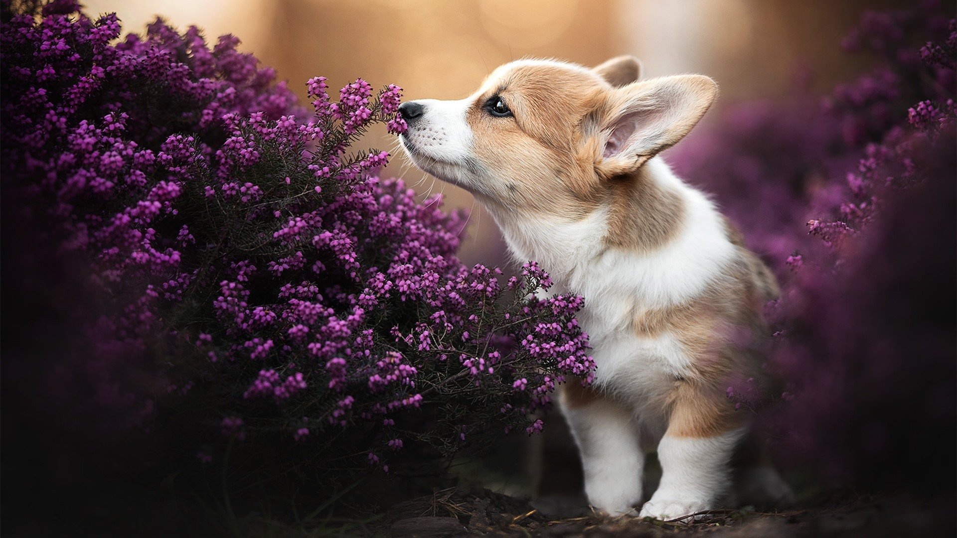 当红魔倒在奇迹的缝隙里，阿坎吉的完美90分钟，与塞维利亚的欧联法则