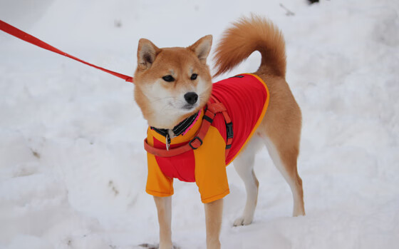 界限的两端，绿茵场与柏油赛道上的不朽战役