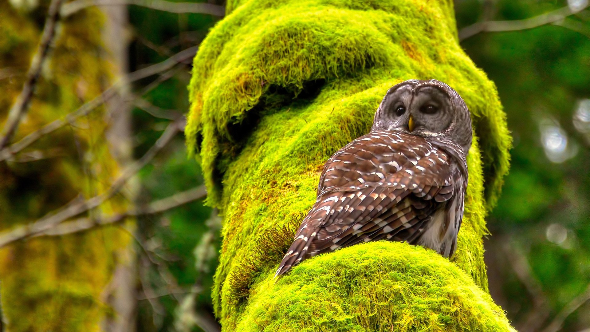 F1街道赛焦点战启示，猛龙力克76人的速度与智慧