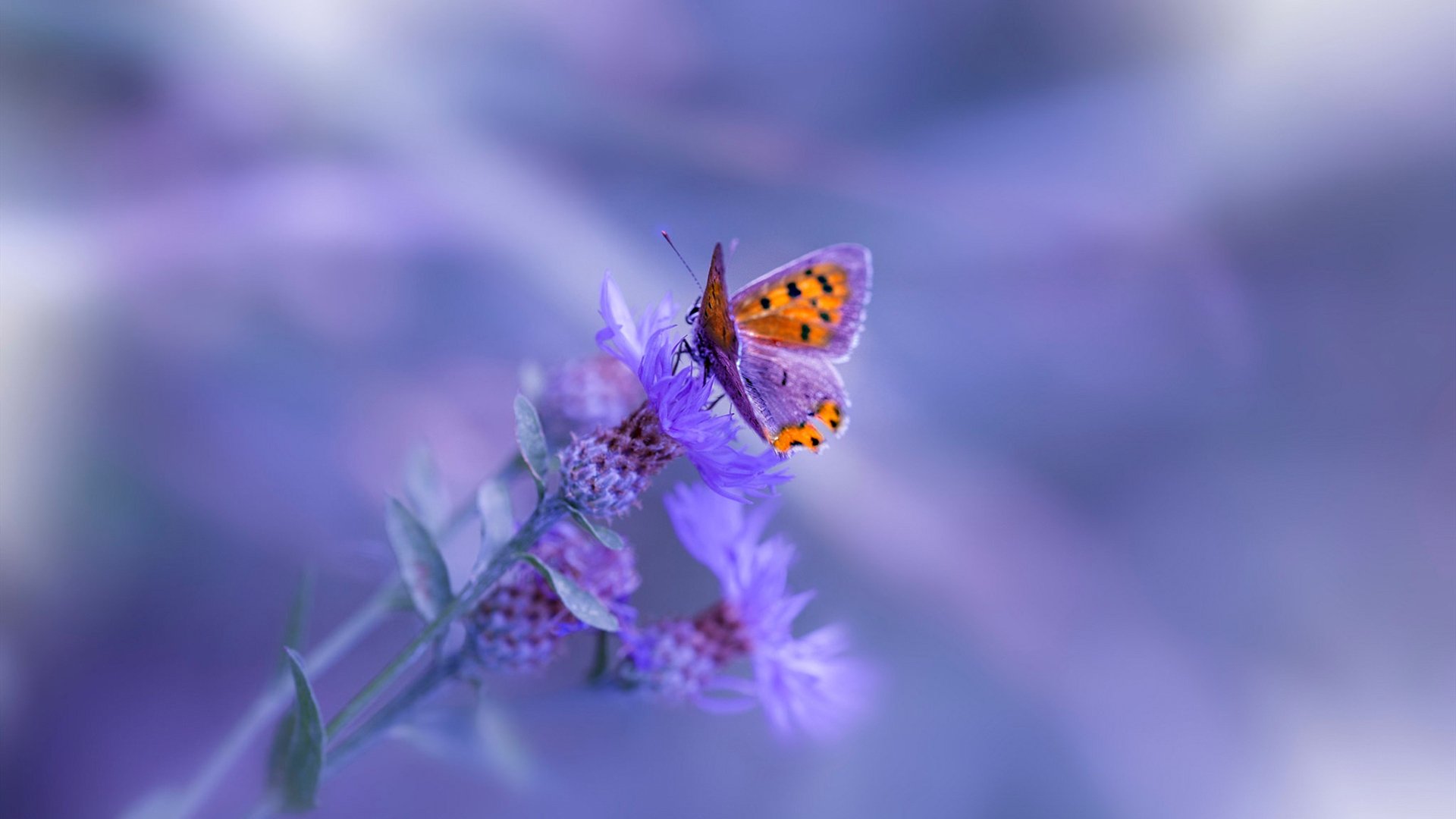 戈麦斯的大师课,欧冠半决赛的接管与绿茵场外的强压艺术