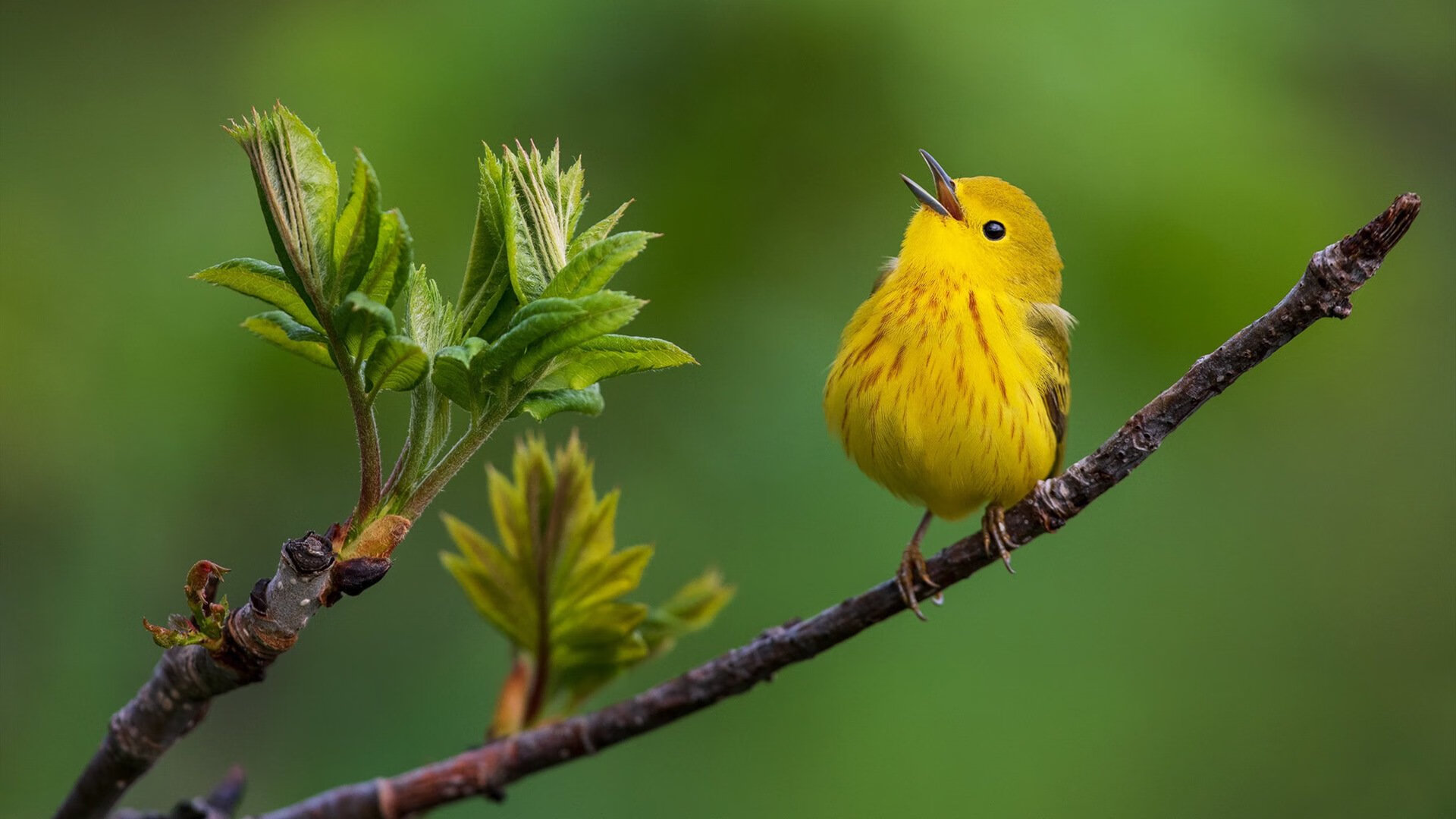 卡瓦哈尔坐镇中场指挥若定，切尔西稳扎稳打攻克土耳其防线