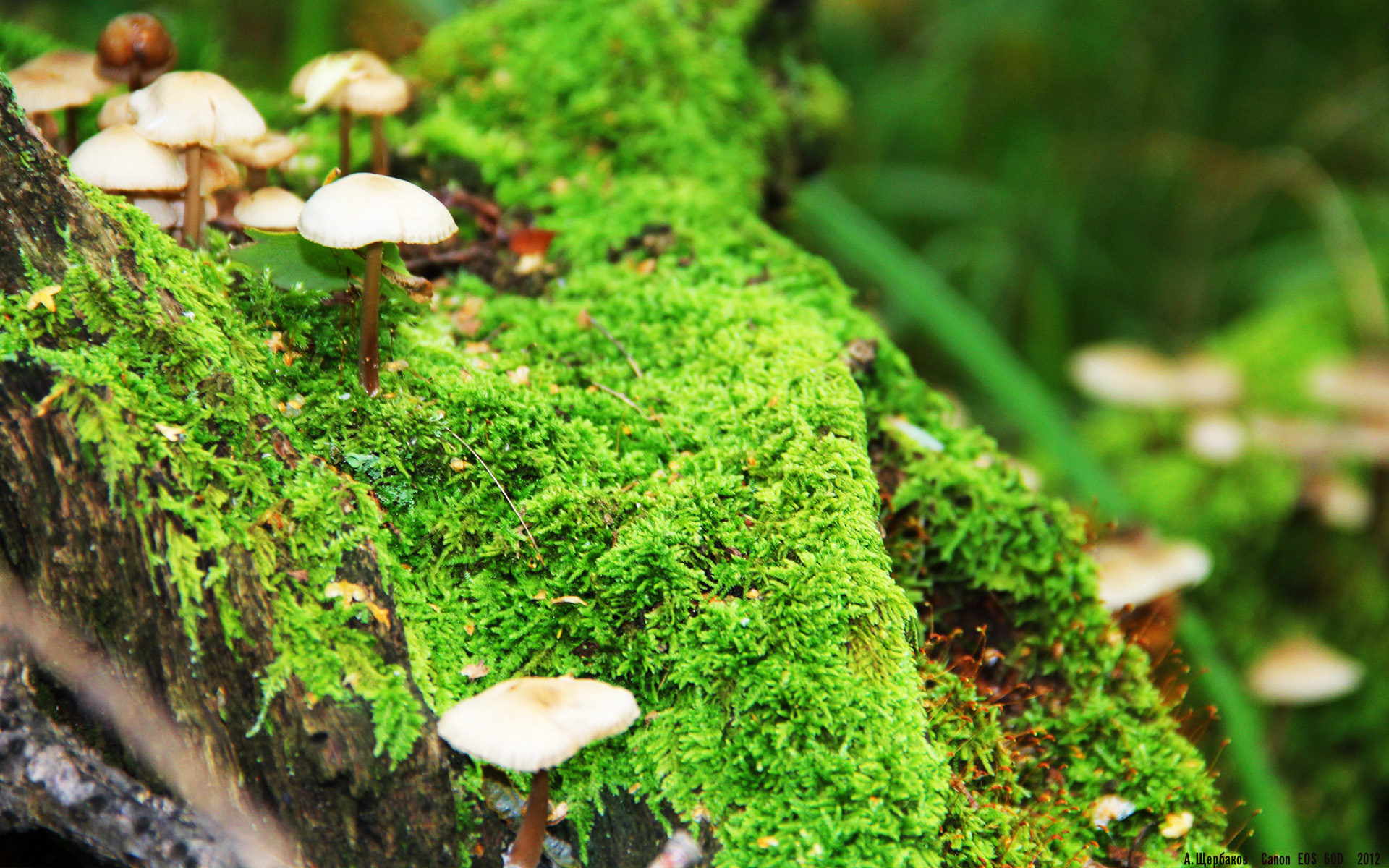 格列兹曼化身中场魔笛手，西班牙奏响胜利交响曲斩落冰岛