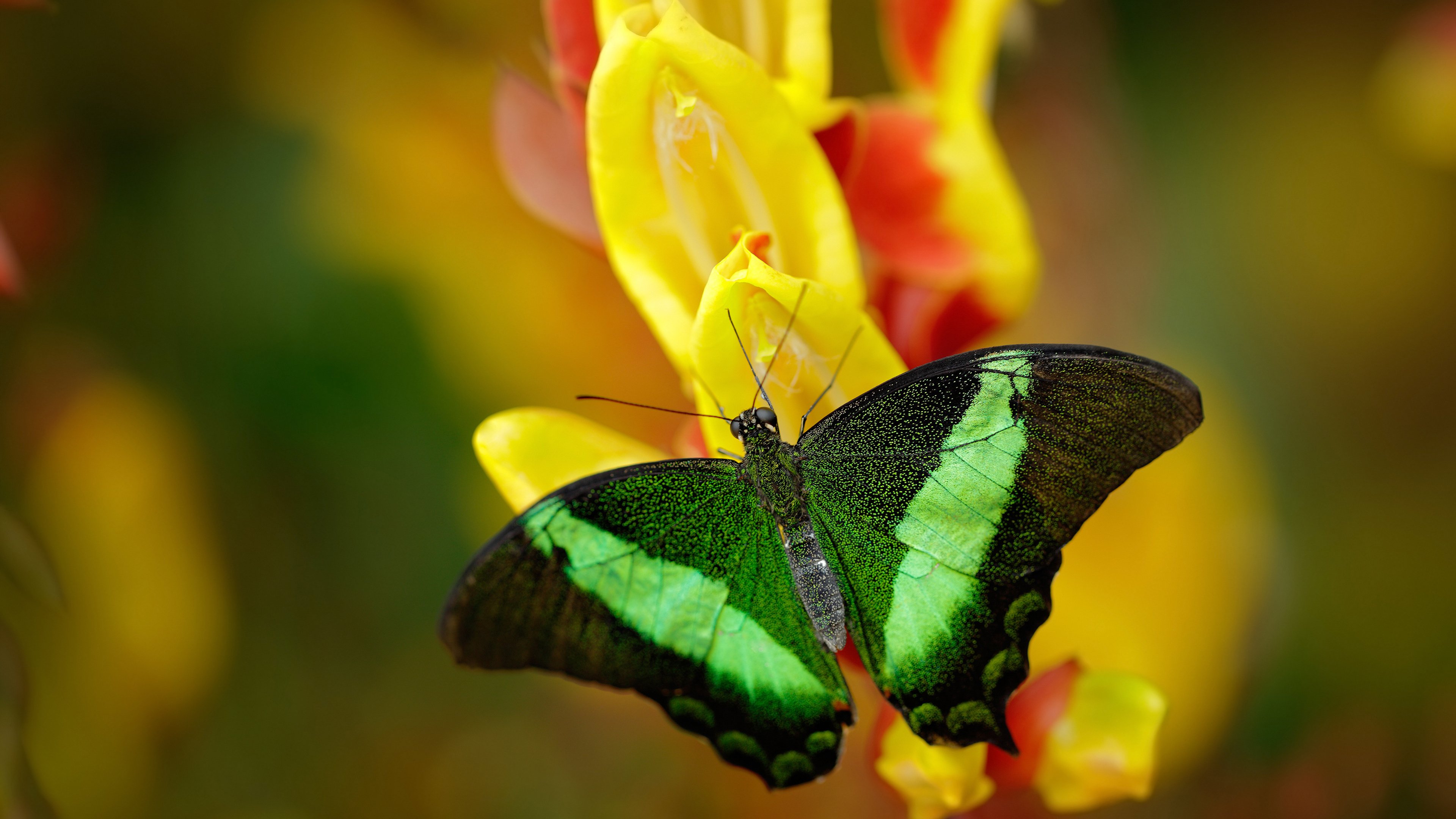 当比利时在巴黎奏凯,哈兰德午夜时分的制胜法则