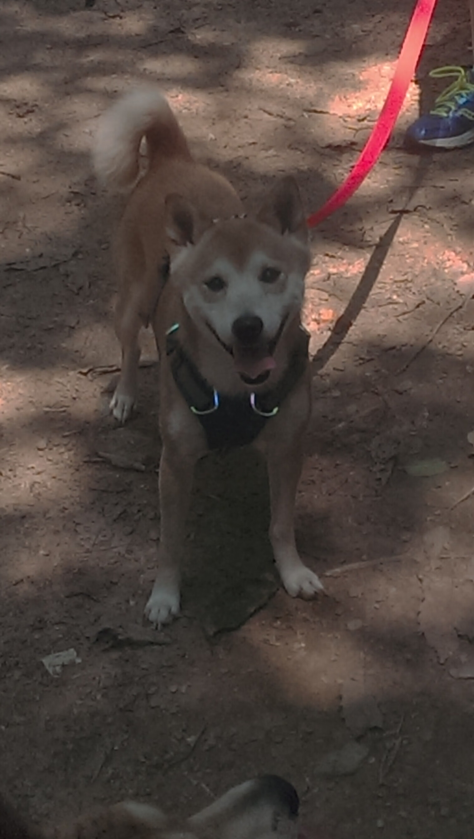 传奇回归！鲁尼双响兰帕德世界波，英格兰元老队3-1力挫曼联